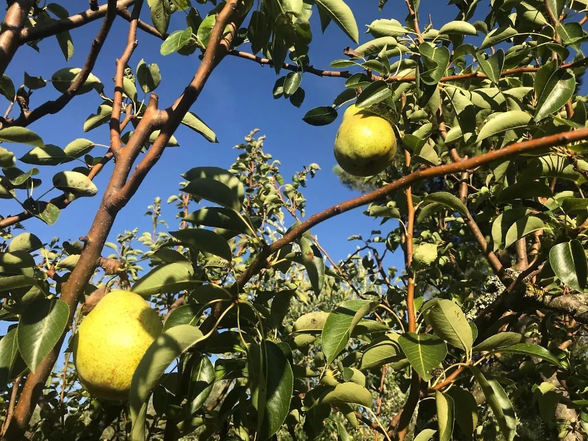 Il Podere La Casina Monsummano Terme Pensjonat