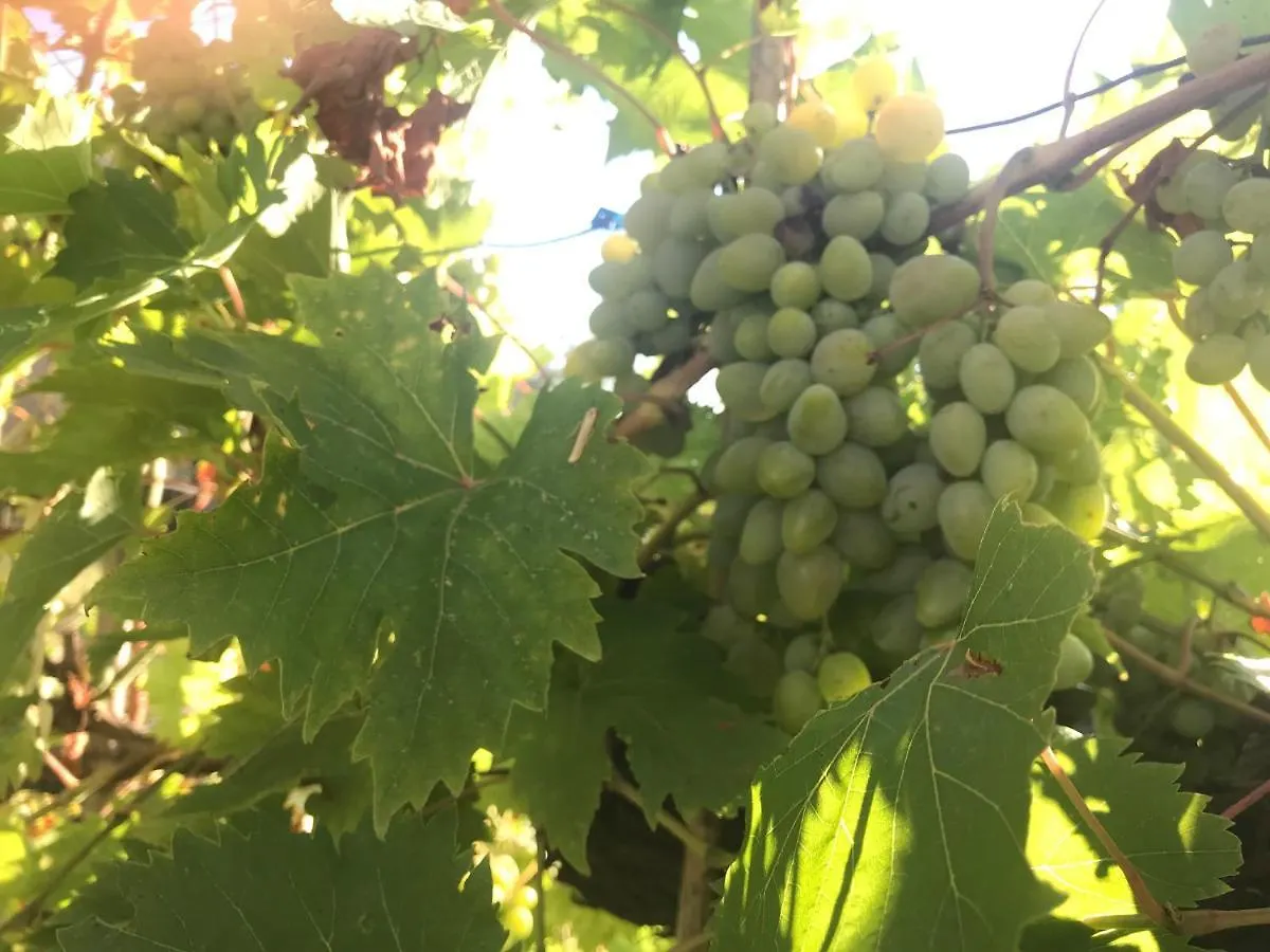 Pensjonat Il Podere La Casina Monsummano Terme Włochy