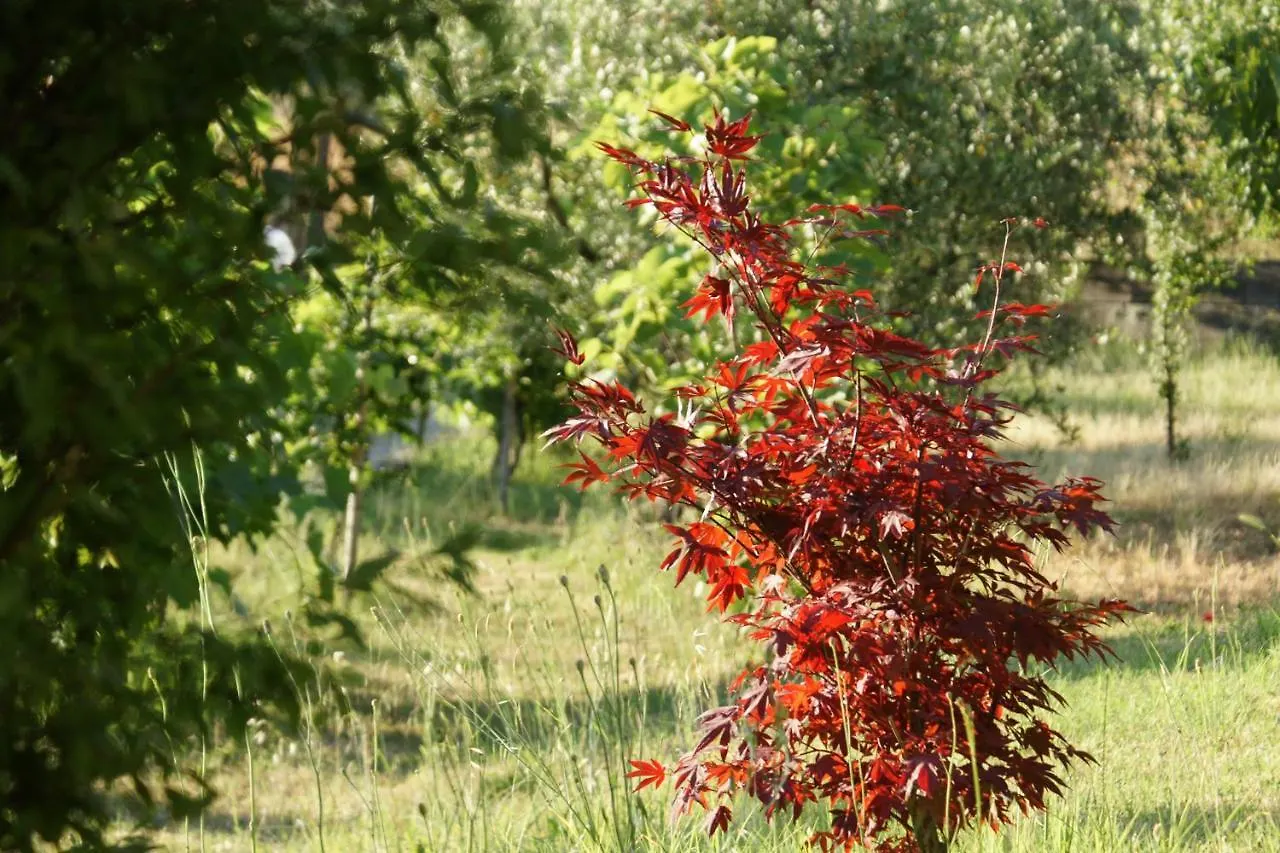 Pensjonat Il Podere La Casina Monsummano Terme